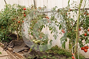 Tomatoes are hanging on a branch in the greenhouse. The concept of gardening and life in the country. A large greenhouse