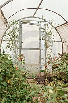 Tomatoes are hanging on a branch in the greenhouse. The concept of gardening and life in the country. A large greenhouse