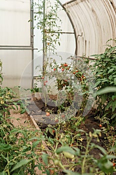 Tomatoes are hanging on a branch in the greenhouse. The concept of gardening and life in the country. A large greenhouse