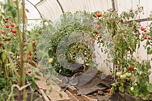 Tomatoes are hanging on a branch in the greenhouse. The concept of gardening and life in the country. A large greenhouse