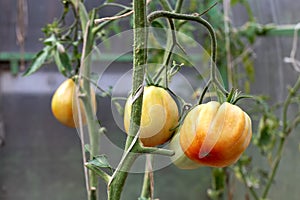 Tomatoes hanging on a bush in a greenhouse.