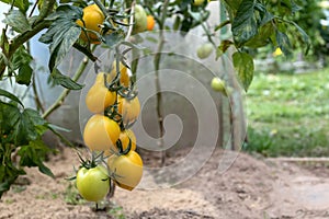 Tomatoes hanging on a bush in a greenhouse.