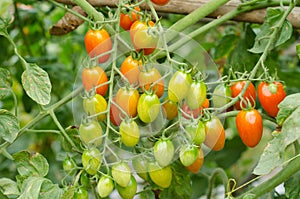 Tomatoes hanging on tree