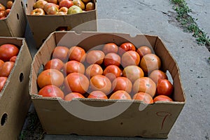 Tomatoes after harvesting