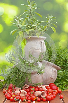 Tomatoes and herbs in amphora