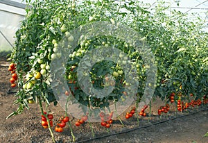Tomatoes in a hothouse