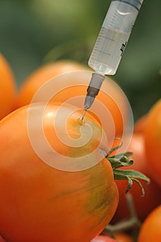 Tomatoes injection