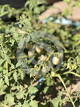 Tomatoes are light green and very fruitful.