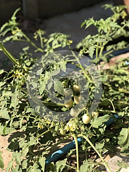 Tomatoes are light green and very fruitful.