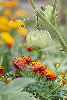 Tomatoes and Marigolds (companion planting) photo