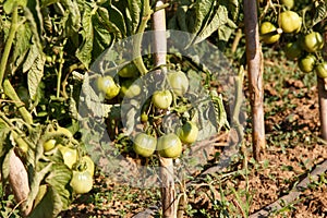 Tomatoes maturing in the plant