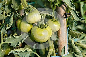 Tomatoes maturing in plant in detail