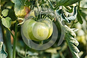 Tomatoes maturing in plant in an orchard