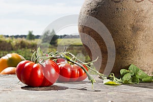 Tomatoes and old clay jug