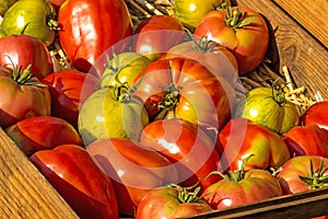 Tomatoes, old cultivars