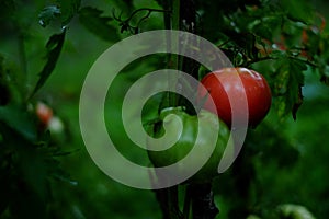 Tomatoes, one red and one green.