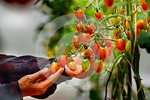 Tomatoes,Organic farmer checking tomatoes.