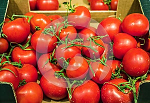 Tomatoes
