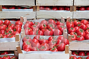 Tomatoes Pallet Crates