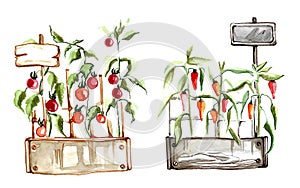 Tomatoes and peppers in wooden boxes with pointers.