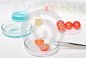 tomatoes in a petri dish on a laboratory table. chemical substance and test tubes. biotechnology research of genetically