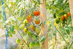 Tomatoes plant growth in organic greenhouse garden