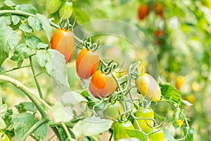 Tomatoes plant growth in organic greenhouse garden