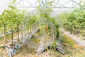 Tomatoes plant growth in organic greenhouse garden