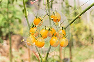 Tomatoes plant growth in organic greenhouse garden