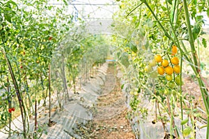Tomatoes plant growth in organic greenhouse garden