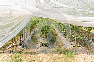 Tomatoes plant growth in organic greenhouse garden