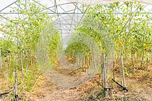 Tomatoes plant growth in organic greenhouse garden