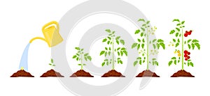 Tomatoes plant growth stages vector infographics.