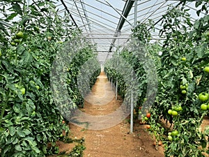 Tomatoes plant Industrie Sand Green Red inside Glasshouse