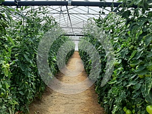 Tomatoes plant Industrie Sand Green Red inside Glasshouse Garden