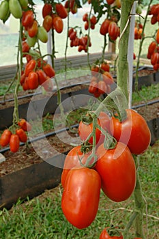 Tomatoes plantation