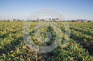 Tomatoes plantation furrows with tomato factory at bottom