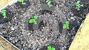 Tomatoes are planted on a ridge in the vegetable garden. Seedling tomato, top view