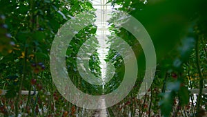 Tomatoes plants cultivating concept in modern warm greenhouse among green leafs