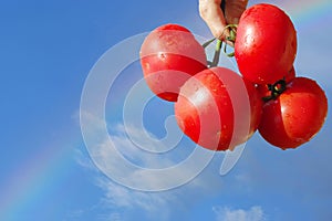 Tomatoes on raibow - happy harvest