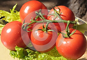 Tomatoes with rain drops 3