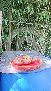 Tomatoes in red plat photo