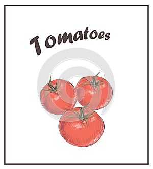 Tomatoes are red. Sketch vector drawing tomato. veget