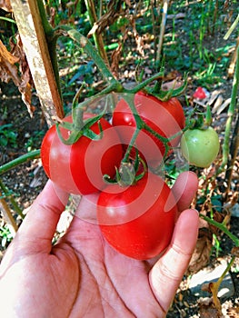 Tomatoes in rhe garden photo