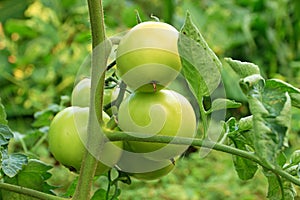 Tomatoes ripen