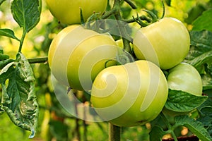 Tomatoes ripen