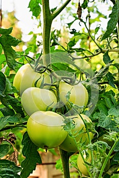 Tomatoes ripen