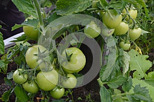 Tomatoes ripen in the beds