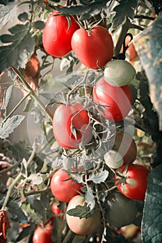 Tomatoes ripen on the branches of a Bush