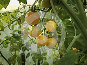 Tomatoes ripen on the branches of a Bush.